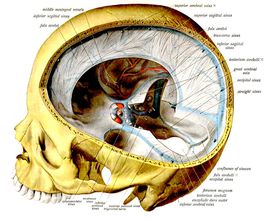 Inter-cranial structures